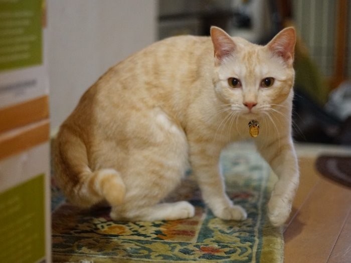 「そうだ、今度お兄ちゃんを僕がおんぶしてあげよう!」(庄辛琪 撮影)