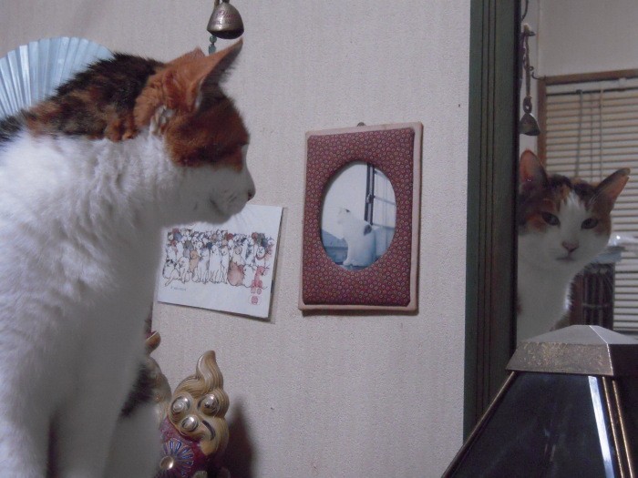 名前を呼んでこちらを向いて欲しかったに一向にそっぽを向いていた。なぜだろうと思い、ふと鏡を見ると鏡越しに祐子さんを見ていた(祐子さん提供)