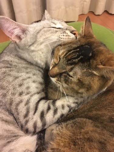 ちょっとー、だからあなた時々激しいのよ(河野さん提供)