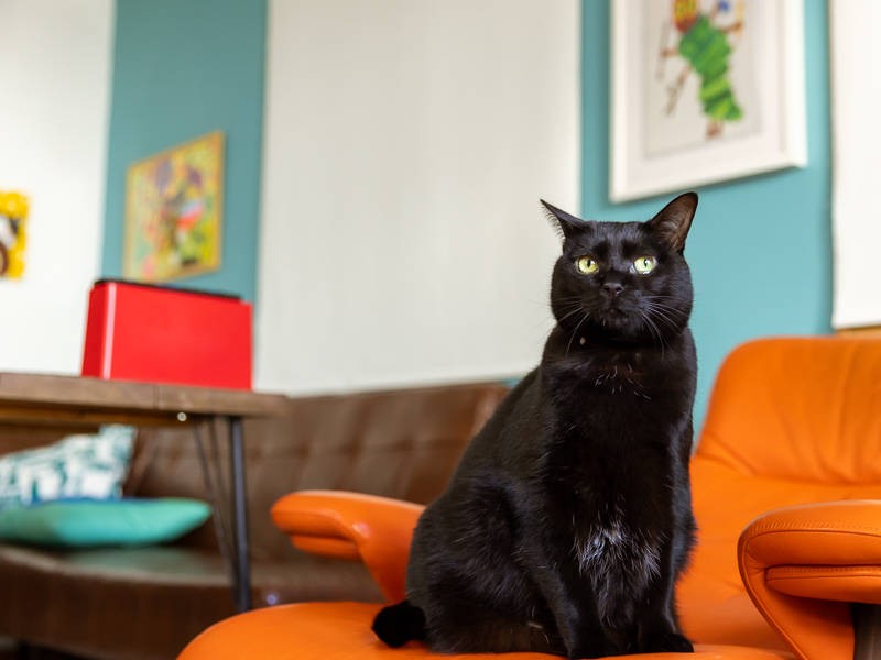 コロコロ体型の九兵衛に和みます