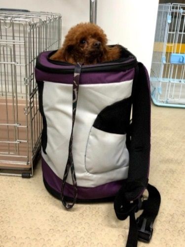 学校で躾のトレーニング後、よじ登って葉月さんのリュックに(提供写真)