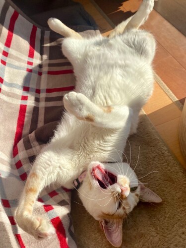 つらい過去から一転、伸び伸び生活。マーズは今まで一度もシャーッをしたことがないといいます。死にそうなところを助けてもらったので、「人間は優しい」と認識しているのかも(パンチはするにゃん)(Aさん提供)