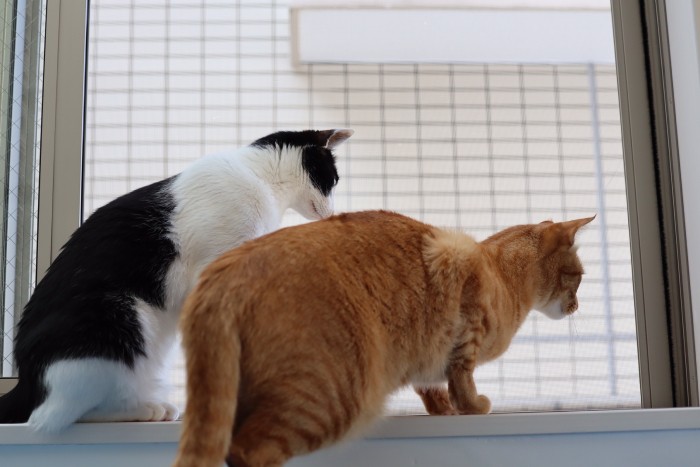 お姉ちゃんと肩を並べて、お外に興味津々