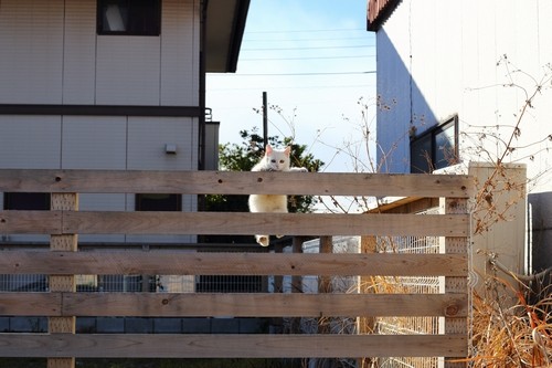 市川淳一 / 廣済堂出版