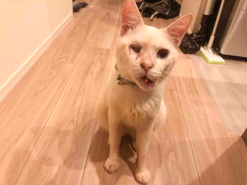 きれいなブルーアイのカネキ(芋子さん提供)