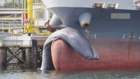 水島港で体長約10メートルのクジラの死骸が見つかる 岡山・倉敷市