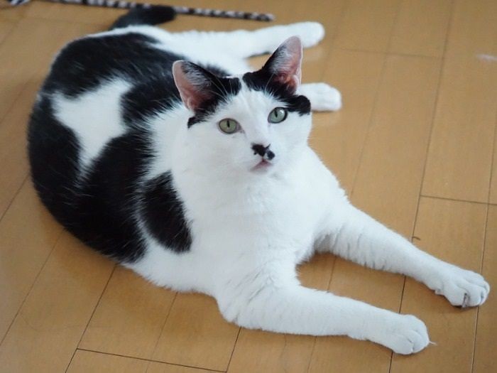 現在のガメの姿