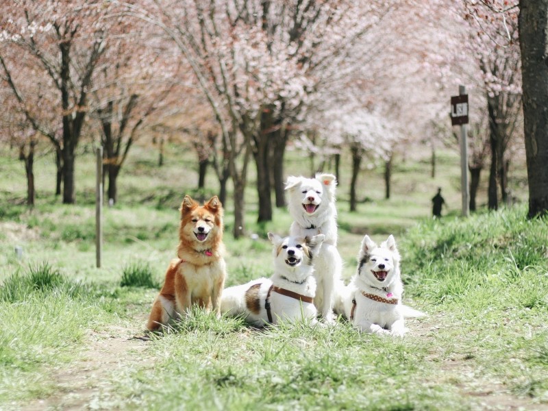 元野犬のモモとその子犬。弟犬のアラン(moooさん提供)