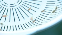 高校生がプロから極意を学び金魚を飼育 全国品評大会へ 香川・多度津町