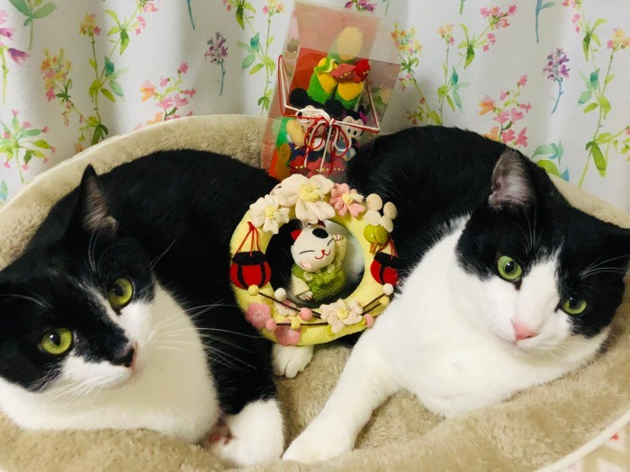 「ハルとミールも大切な存在。本当に迎えてよかった」とパパ(M男さん提供)