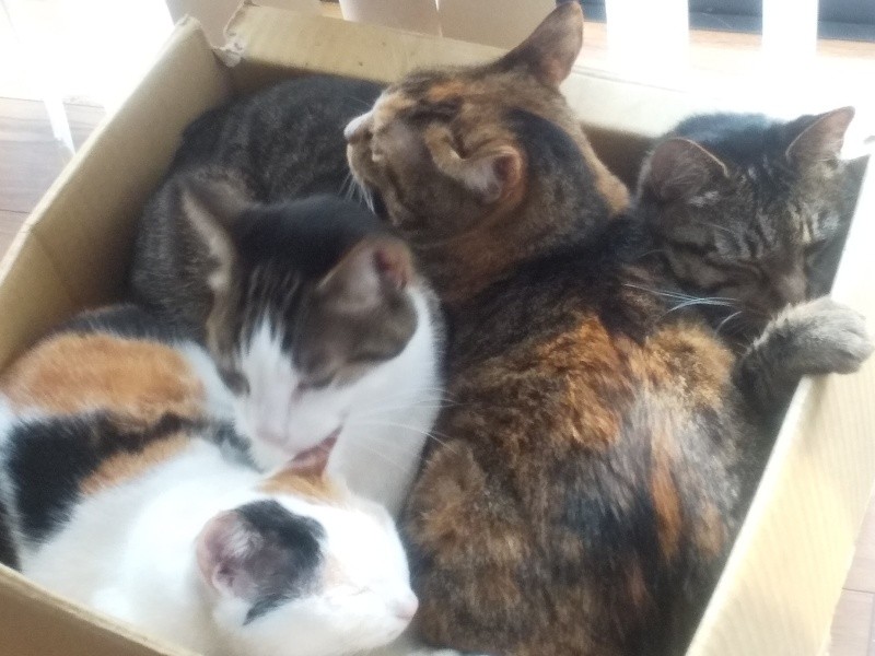段ボール箱大好きな猫たち。冬になるとこんなことになります。