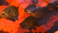 人工の水を使って陸上養殖 独特の甘み魅力の「理大ハタ」初出荷 岡山理科大学