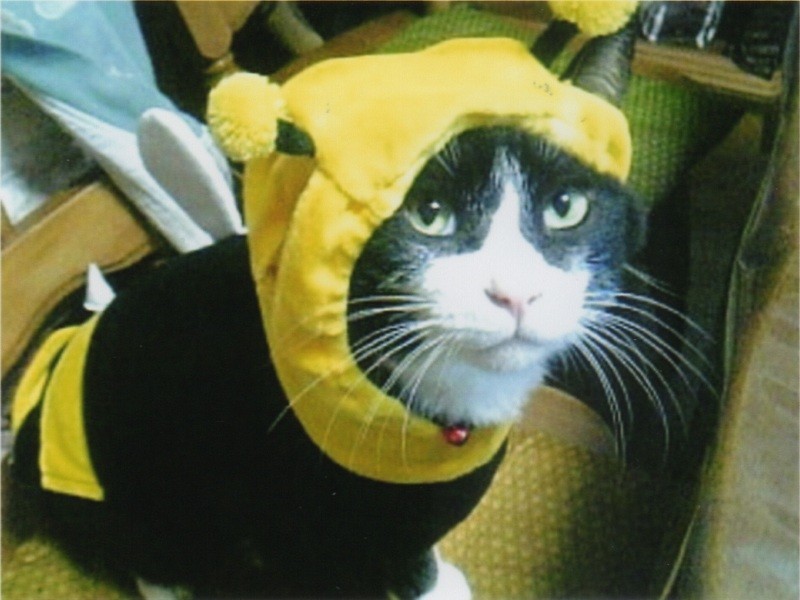 9歳、かぶりもので可愛く(佐藤さん提供)