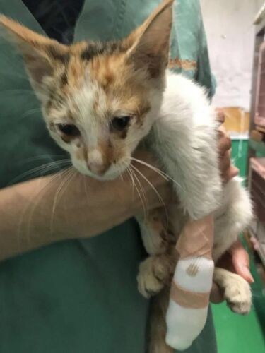 沖縄で事故にあった時、肩甲骨のあたりから折れていたようで痛々しい。何とか助けようという人々の思いで命がつながり、処置後に東京へ(ねこかつ提供)