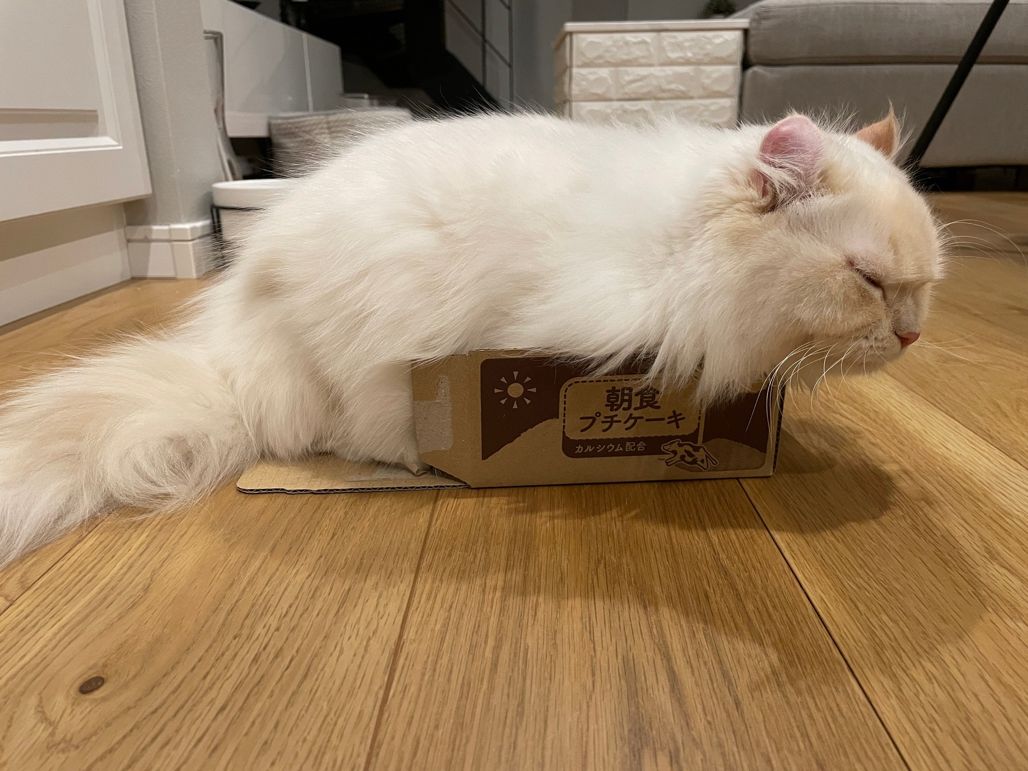 箱、壊れてるし、はみ出てるよ…でも満足そうな猫に笑う人続出