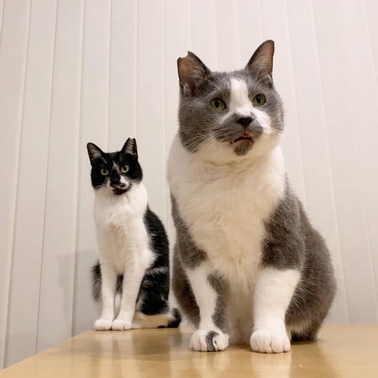 里山からおりてきたくまお(鎌田里苗撮影、「猫にひろわれた話」より、辰巳出版提供)