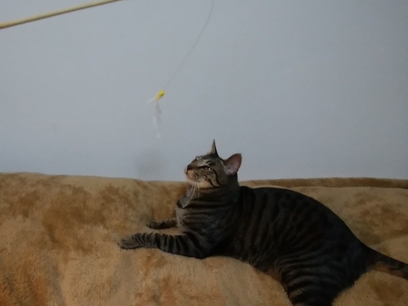 何か上から振ってきたぞ