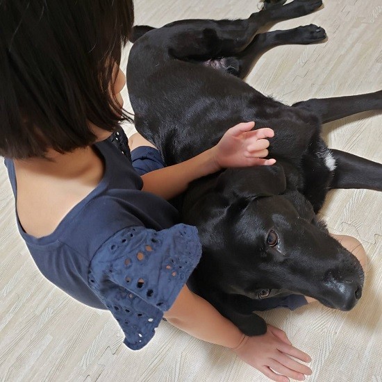 付添犬として活躍するハチ。ハチは愛知県にある「楓の丘こどもと女性のクリニック(児童精神科、心療内科、精神科)」で勤めるハンドラーの向野看護師と共に暮らしています