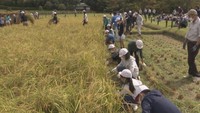 小学生が岡山後楽園で稲刈り体験! 今回の収穫で100kgほどのもち米ができる予定