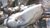 カキにあたらない方法は?生食用と加熱用の違いは? カキにまつわる疑問【みんなのハテナ】