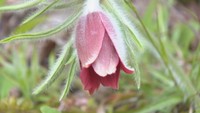 その姿はまるで“翁”のよう…絶滅危惧Ⅰ類の「オキナグサ」を撮影 岡山・和気町