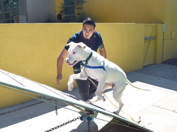 「ドッグパーク」でのトレーニングの様子