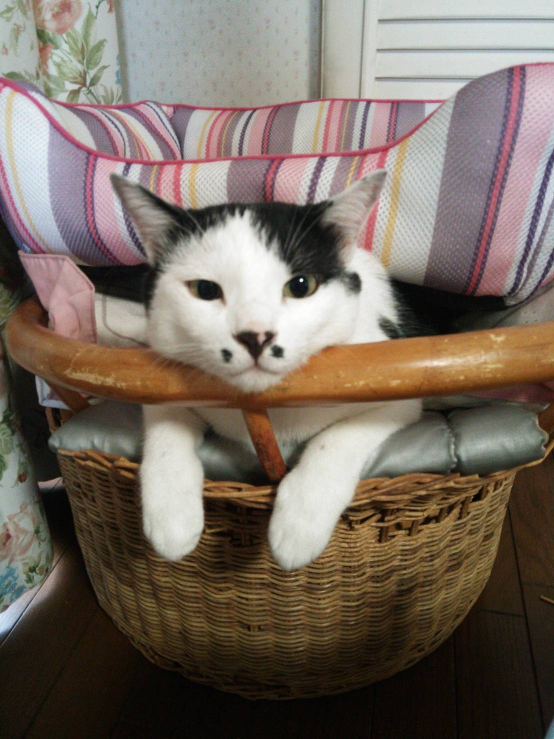 ハチはと庭に9年前、兄弟と庭に逃げてきたところを保護