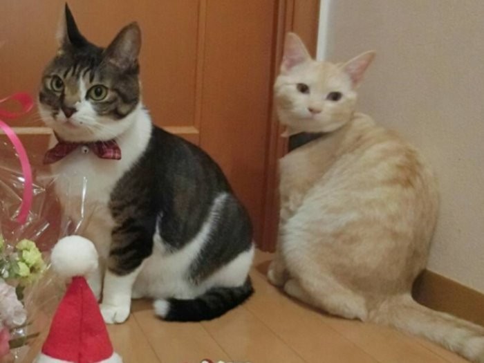 ごん太と栗太郎