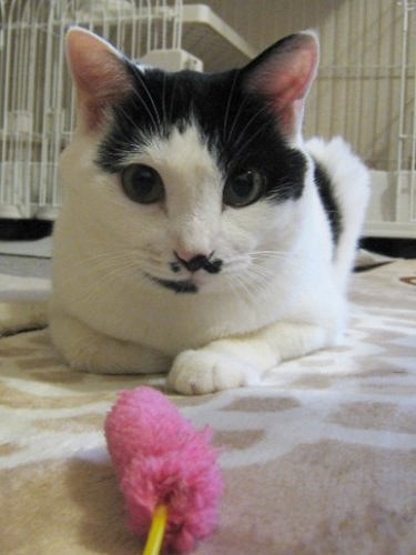 ちょっとシャイなナナ「でも私なかなか美人でしょ」