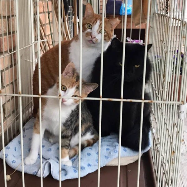 みんなで猫ザイル