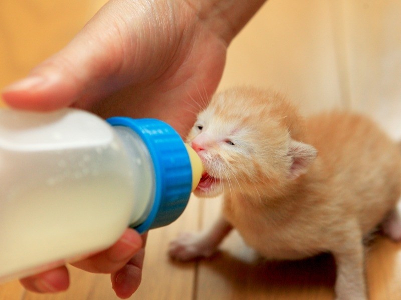 ミルクを飲むぐり