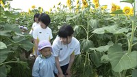 巨大ヒマワリ迷路に子どもたちが挑戦 高校生が育てた約1万本 香川・丸亀市