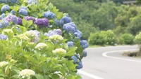 アジサイ1500本がお出迎え♪梅雨を彩る「あじさいロード」 香川・東かがわ市