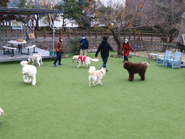 ドッグランでフレンドリーな大吉