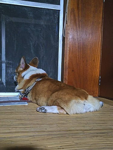 お母さまのご帰宅をいつもここで外を眺めて待っていた慎之介くん(景子さん提供)