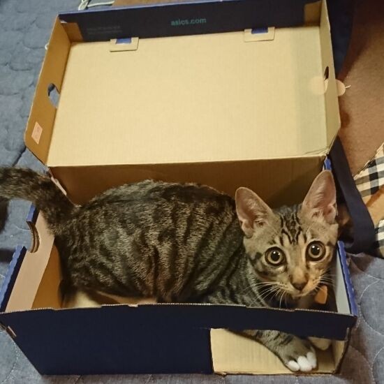 正真正銘、箱入り娘(慎也さん提供)