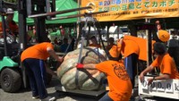 自慢のカボチャが島に集合「どでカボチャ大会」 香川・小豆島