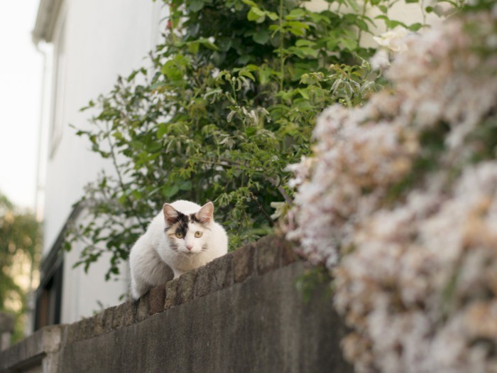 散歩中に近所で見かけた猫。(小林写函撮影)