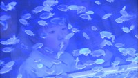 珍しいクラゲやカラフルな魚が集合!癒しの移動水族館21日から 岡山・倉敷市