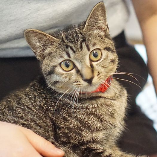 「ママの膝も大好き、おちつくの」