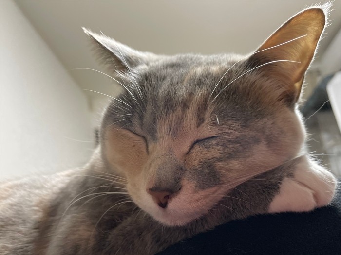 おやすみ((エレナ&ソフィのママ提供)