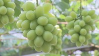 岡山県へのふるさと納税寄付額「過去最高」に 巣ごもり需要影響か