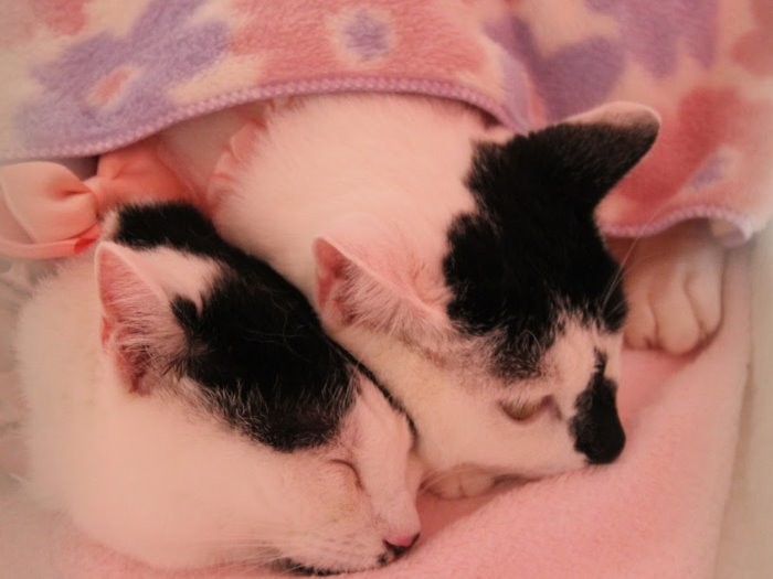 一緒にすやすや