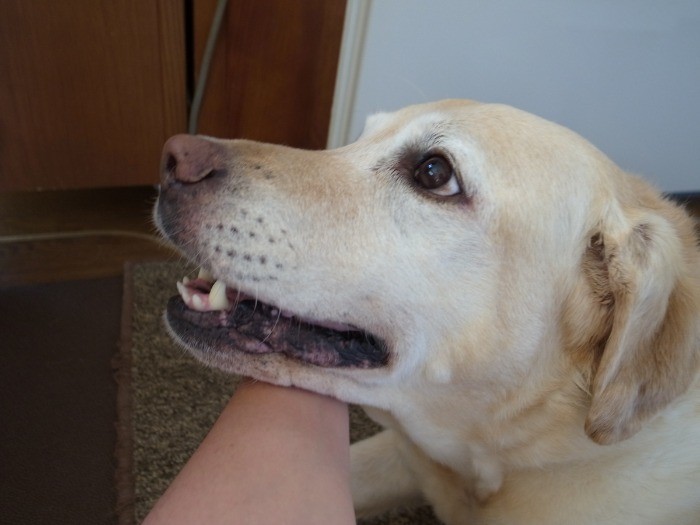 老犬介護、よろしくね!