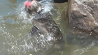 サルだって暑い! 今年の夏もサルたちが水浴び 香川・小豆島