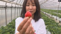 【特集】果物の幸せな流通を…元フルーツ大使が起業した卸売会社 香川
