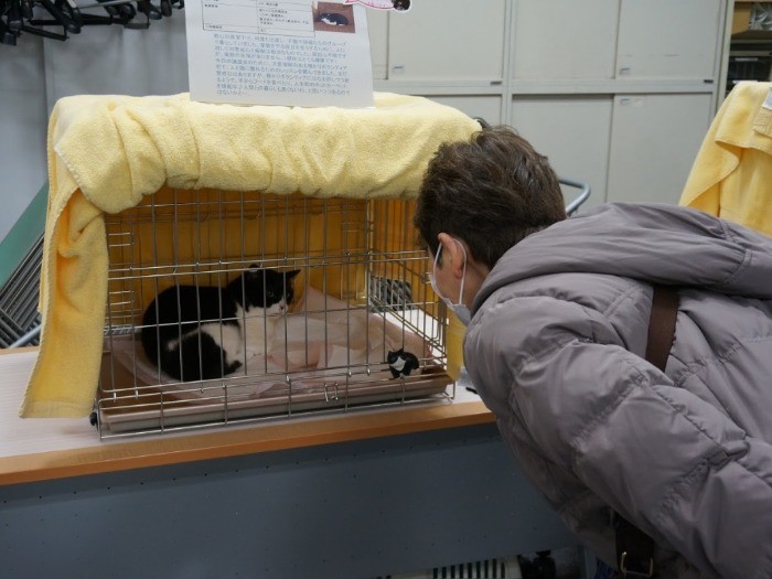 譲渡会の様子。猫たちを刺激しないよう、誰もが声を潜めて優しく接している姿が印象的だった