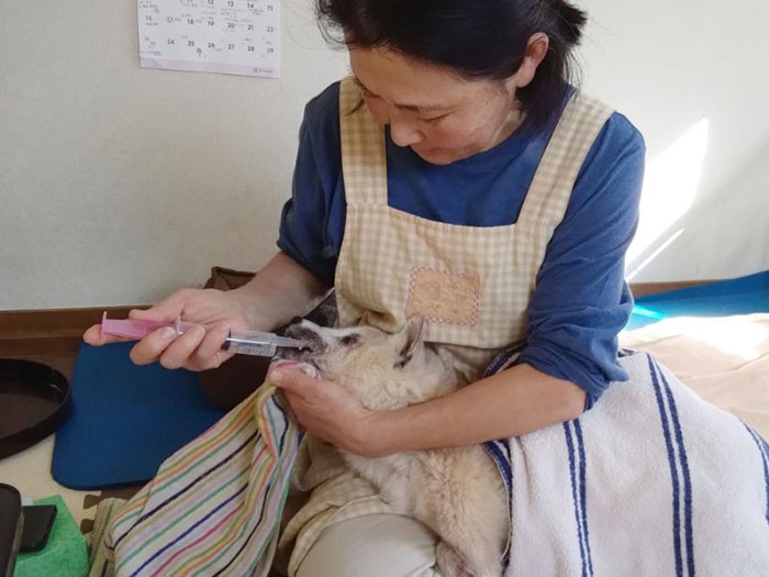 みるみるに流動食を与える水越さん