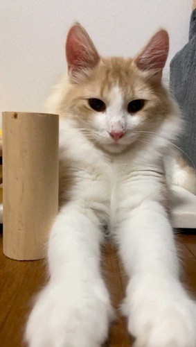 普段のミルキィ