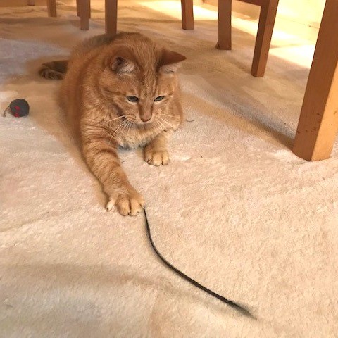 ニョロニョロ動く獲物に手を伸ばします